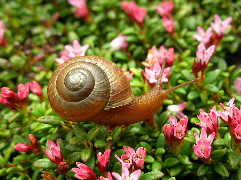 Mollusco color arancio in Arianta arbustorum di alta quota